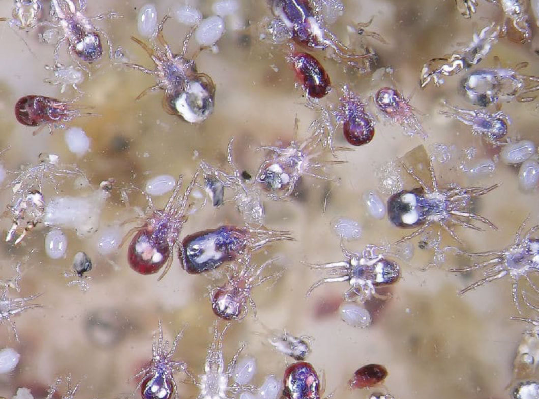 This image for Image Layouts addon