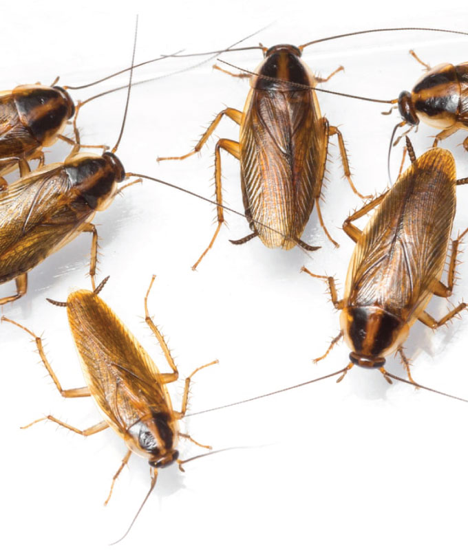 This image for Image Layouts addon